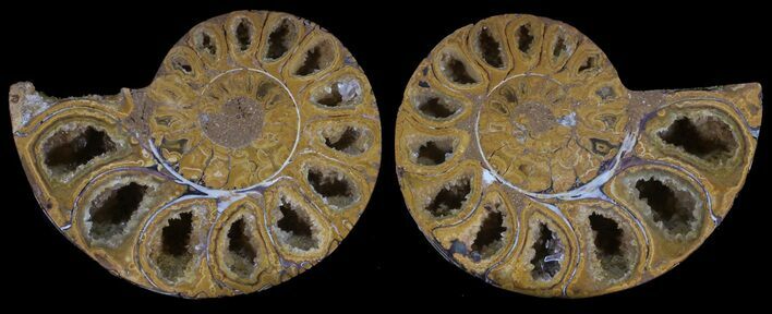 Cut & Polished, Agatized Ammonite Fossil - Jurassic #53815